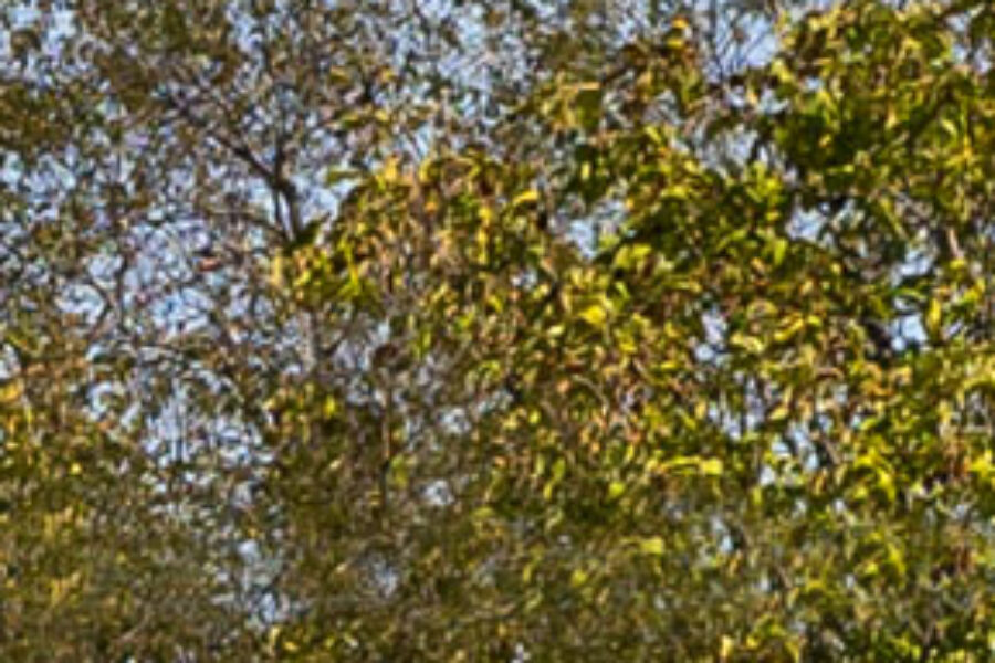 Bronze glass simulated over outdoor trees, example of bronze tinted house windows
