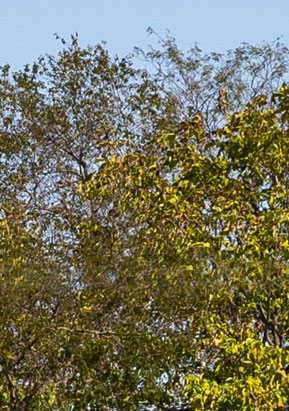 Bronze glass simulated over outdoor trees, example of bronze tinted house windows