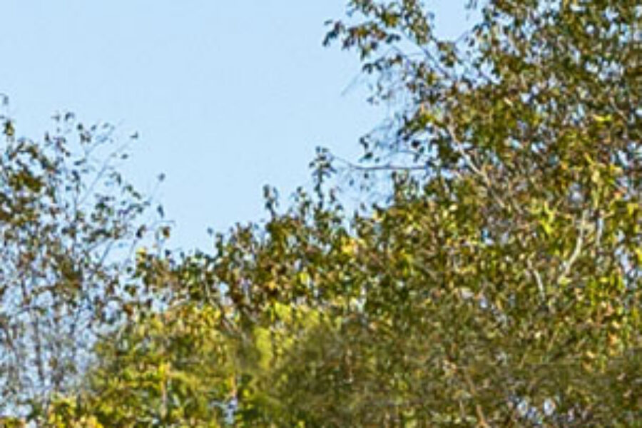 Clear glass simulated over outdoor trees, example of clear glass windows