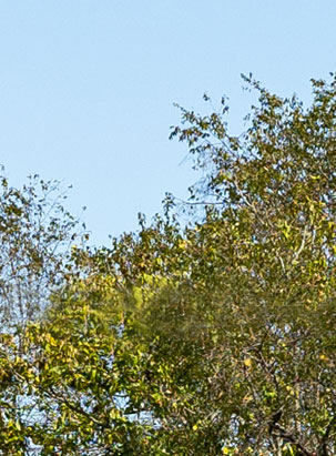 Clear glass simulated over outdoor trees, example of clear glass windows