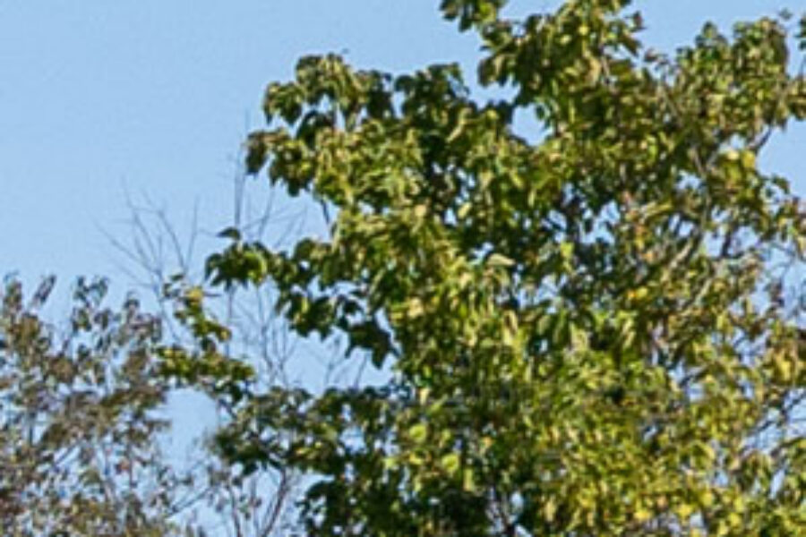 Gray tinted glass simulated over outdoor trees, example of gray tinted house windows