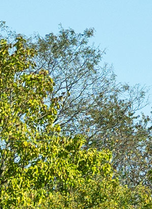 Green tinted glass simulated over outdoor trees, example of green tinted house windows