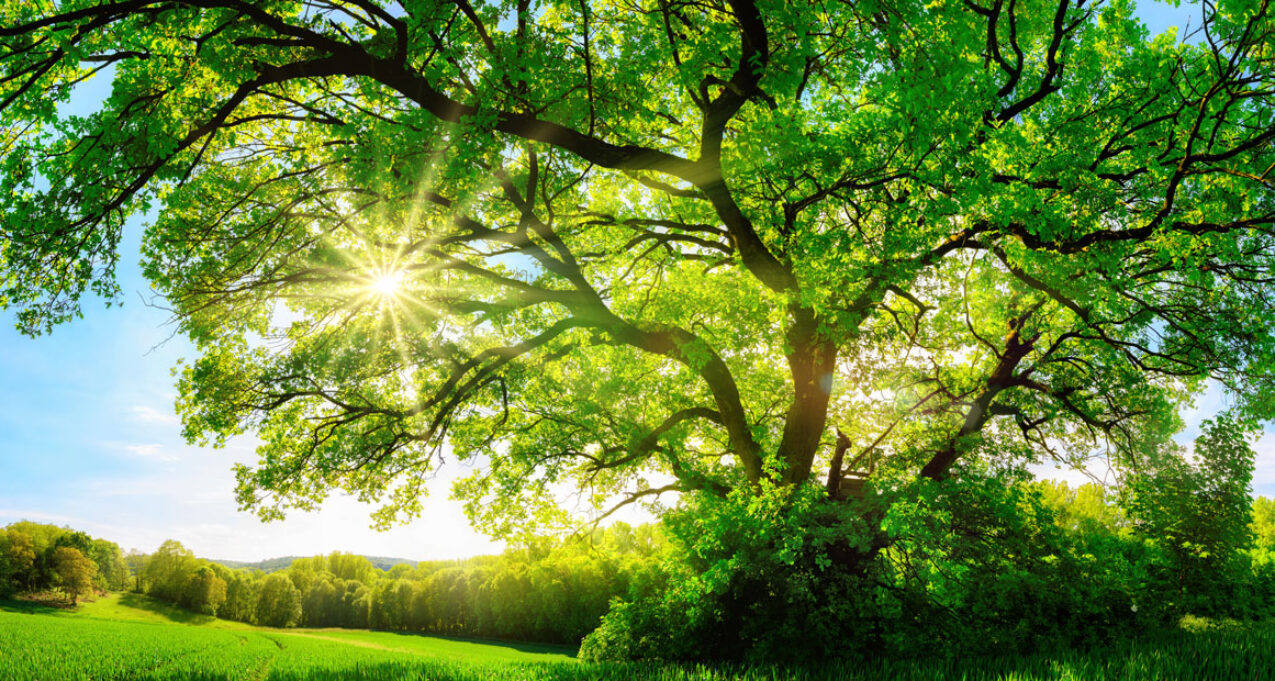 {Tree in summer sun representing energy efficiency}