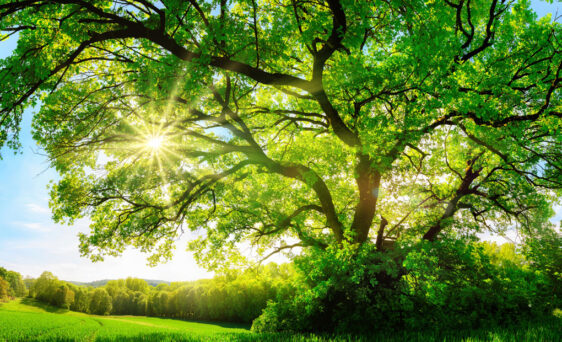 {Tree in summer sun representing energy efficiency}