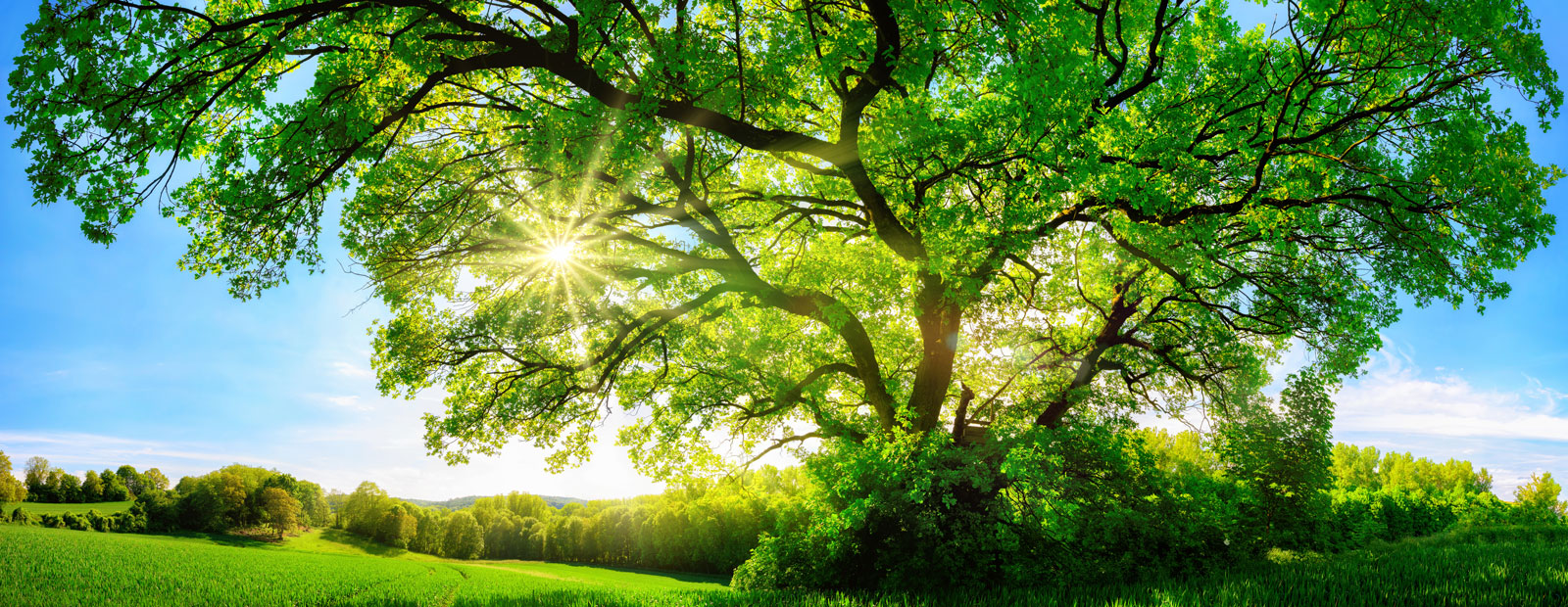 Tree in summer sun representing energy efficiency