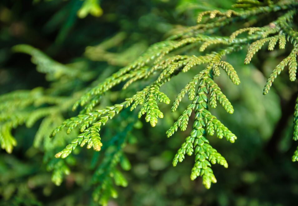 {Arborvitae}