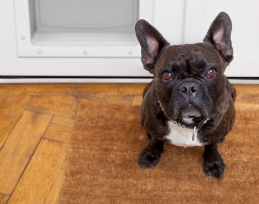 ProVia French entry doors with doggie door