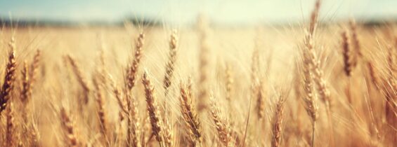 {Wheat Field}