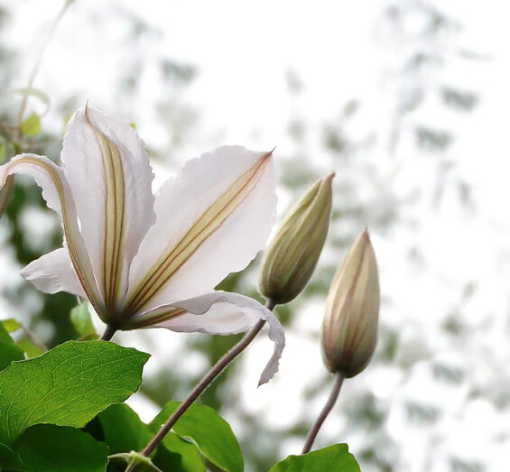 {Clematis}