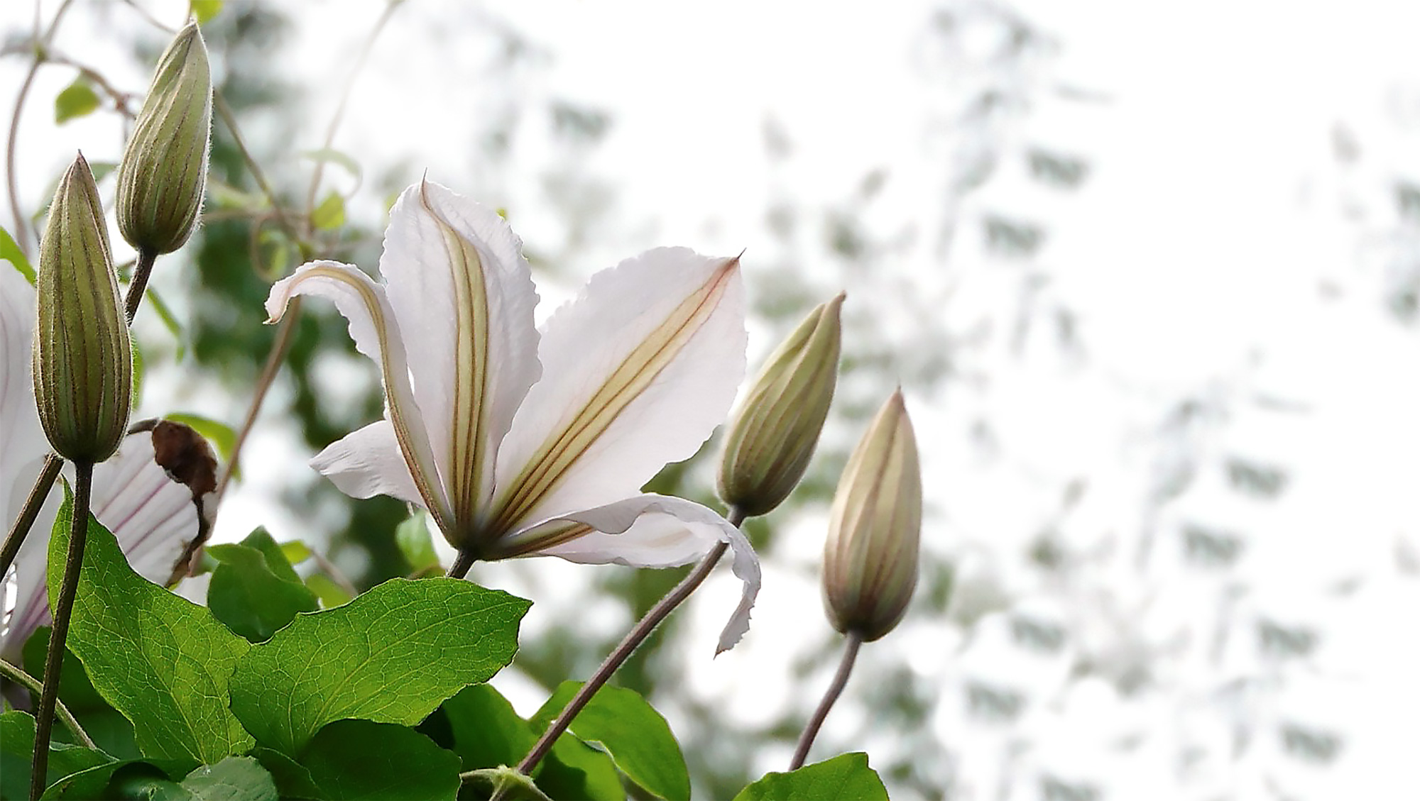 Clematis
