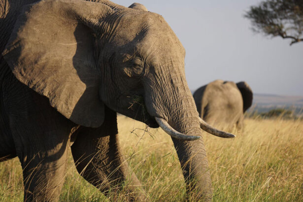{Closeup of an elephant on an African savannah}