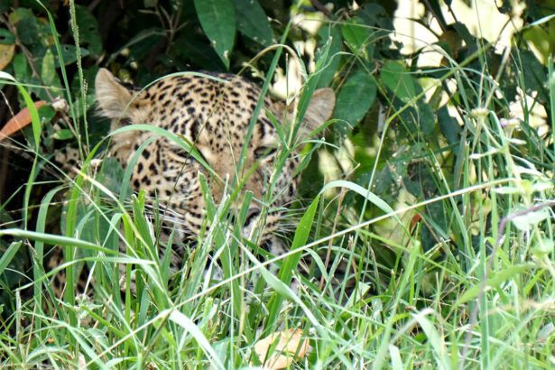 {Picture of a leopard on an African Savannah}