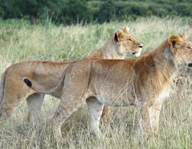 {Lions on an African savannah}