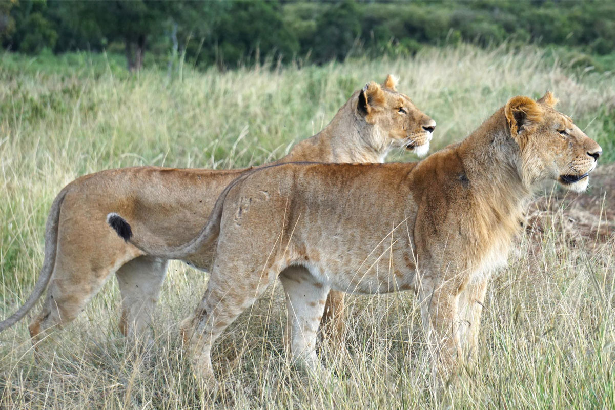 Lions on an African savannah