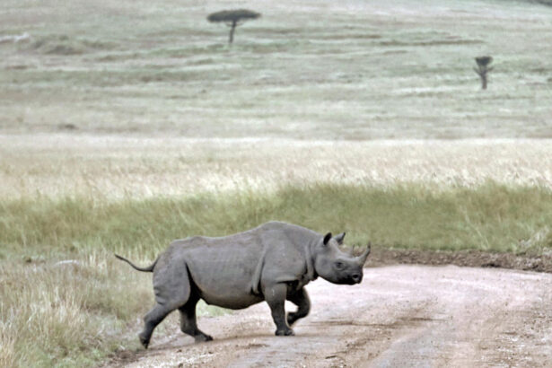{Rhinoceros seen on an African safari}