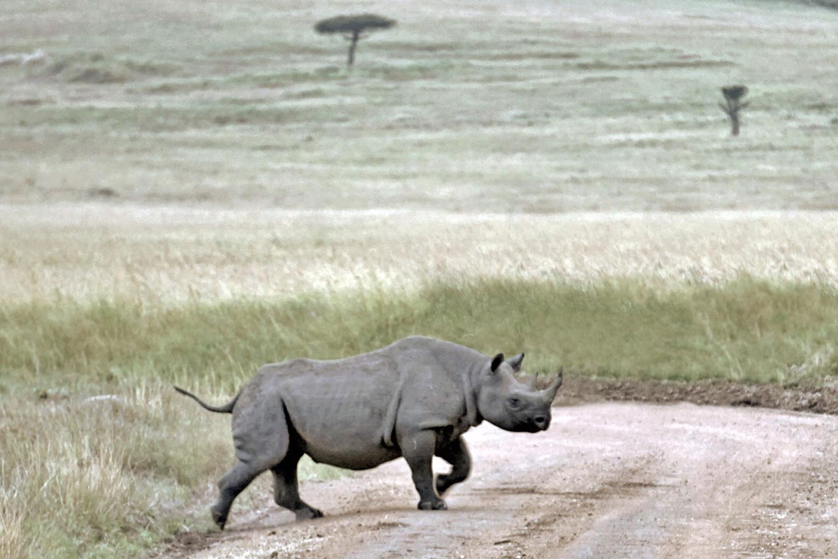 Rhinoceros seen on an African safari