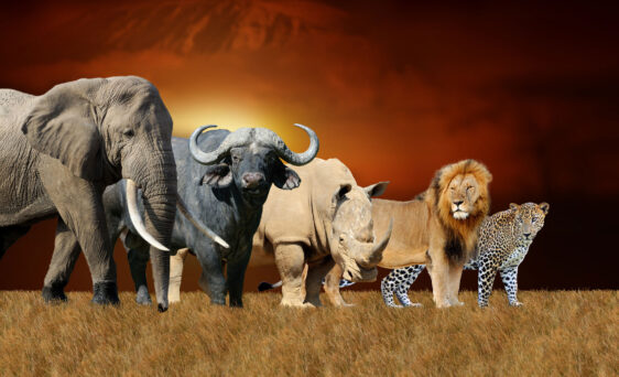 {The big five safari animals to see in Africa}