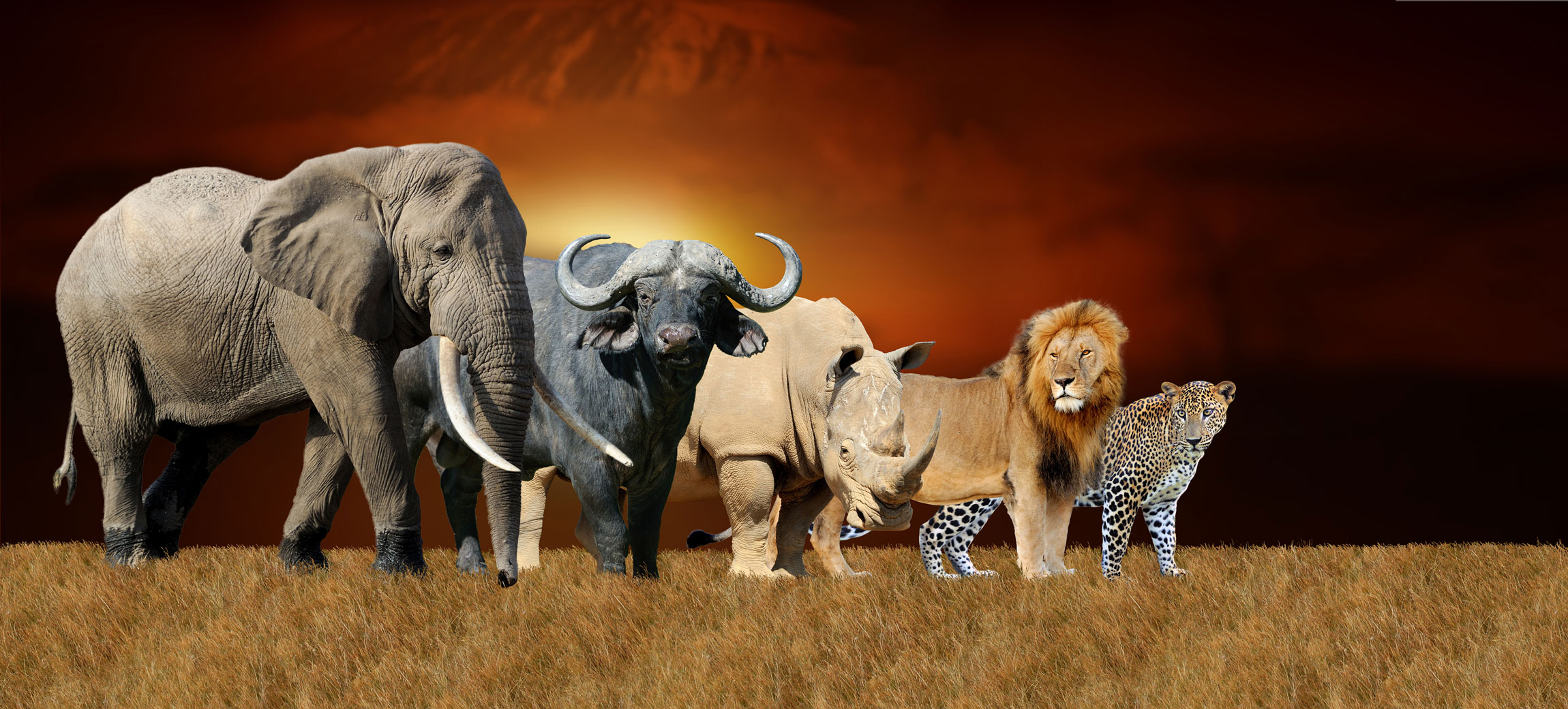 The big five safari animals to see in Africa