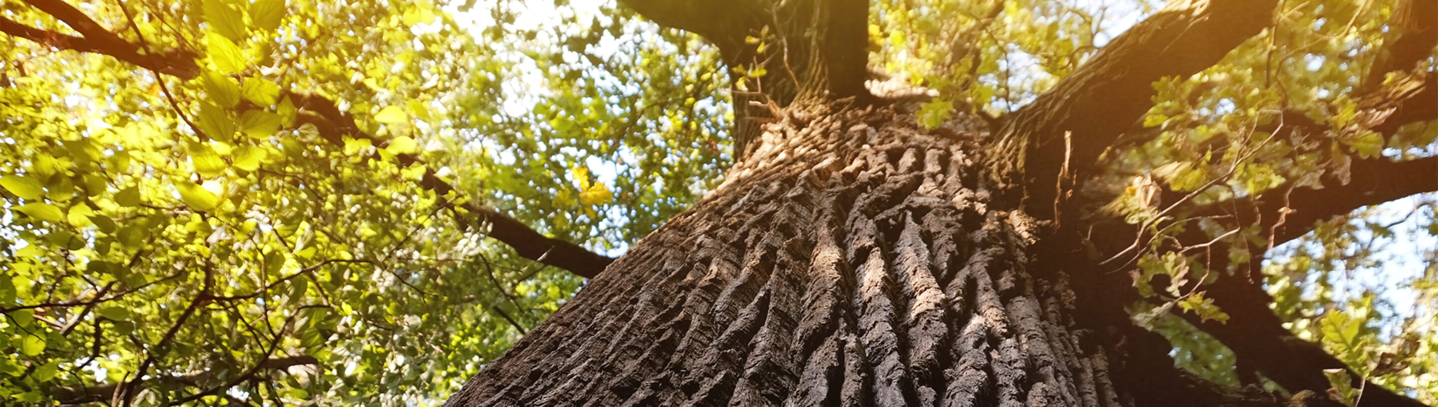 Stock photo of a very large tree looking from the ground up at its branches and leaves against a sunny sky