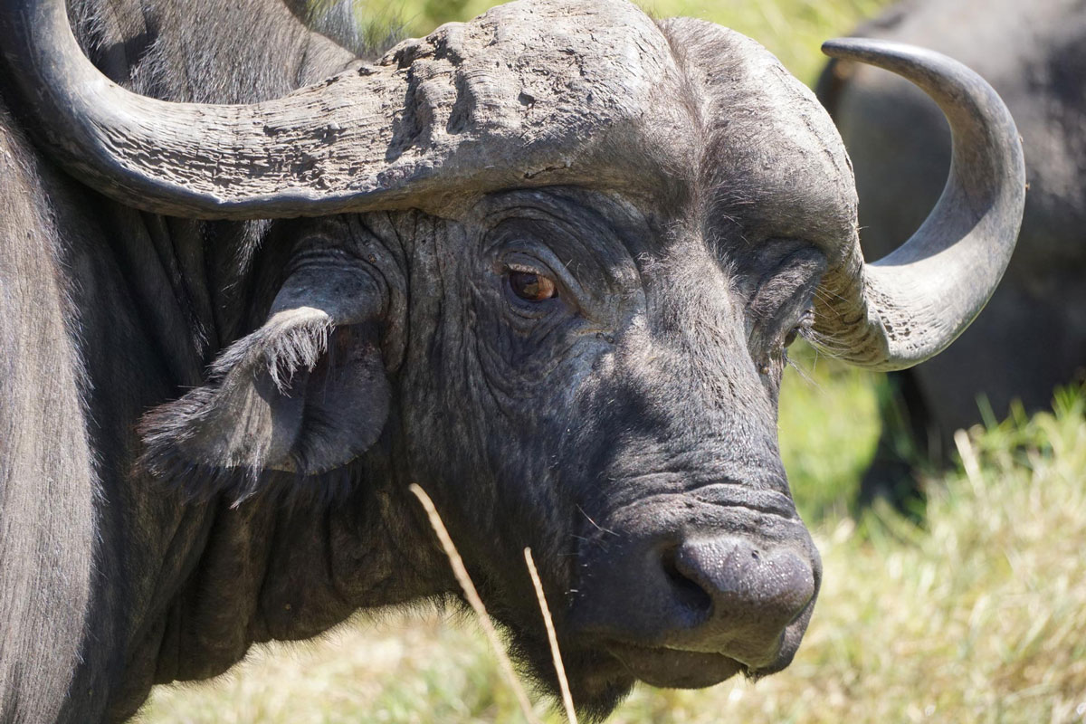 Closeup of a water buffalo on an African savannah