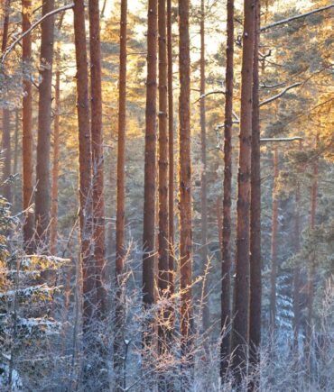 {Winter Forest}
