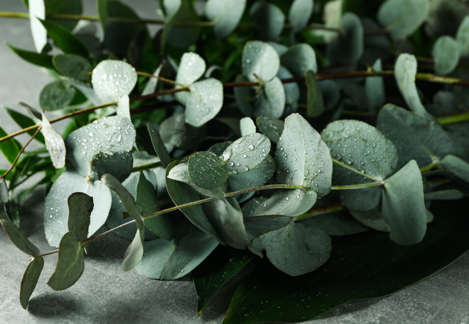 {Eucalyptus Branches}