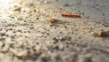 {Sea Shell}