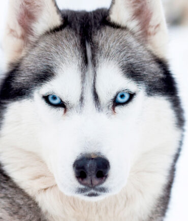 {Siberian Husky}
