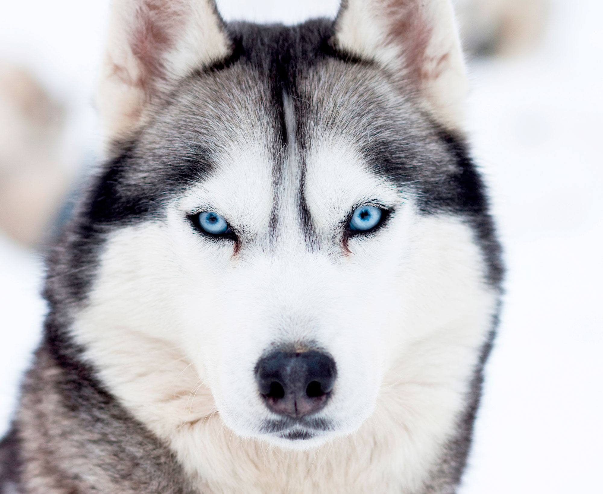 Siberian Husky