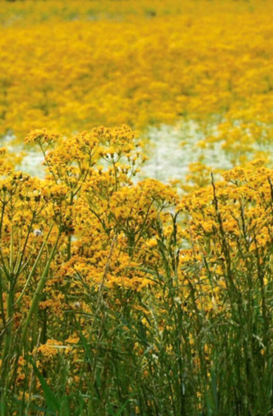 {A field of yellow butterweed in the summertime}