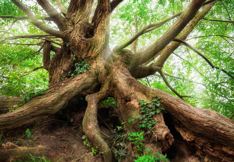 {Mature Tree with Roots}
