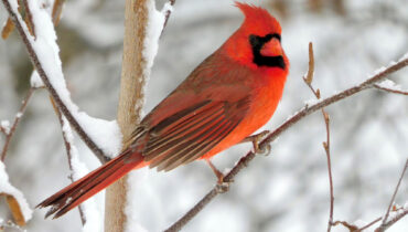 {Northern Cardinal}