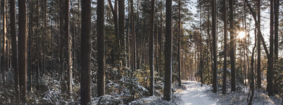 {Winter Woodland}