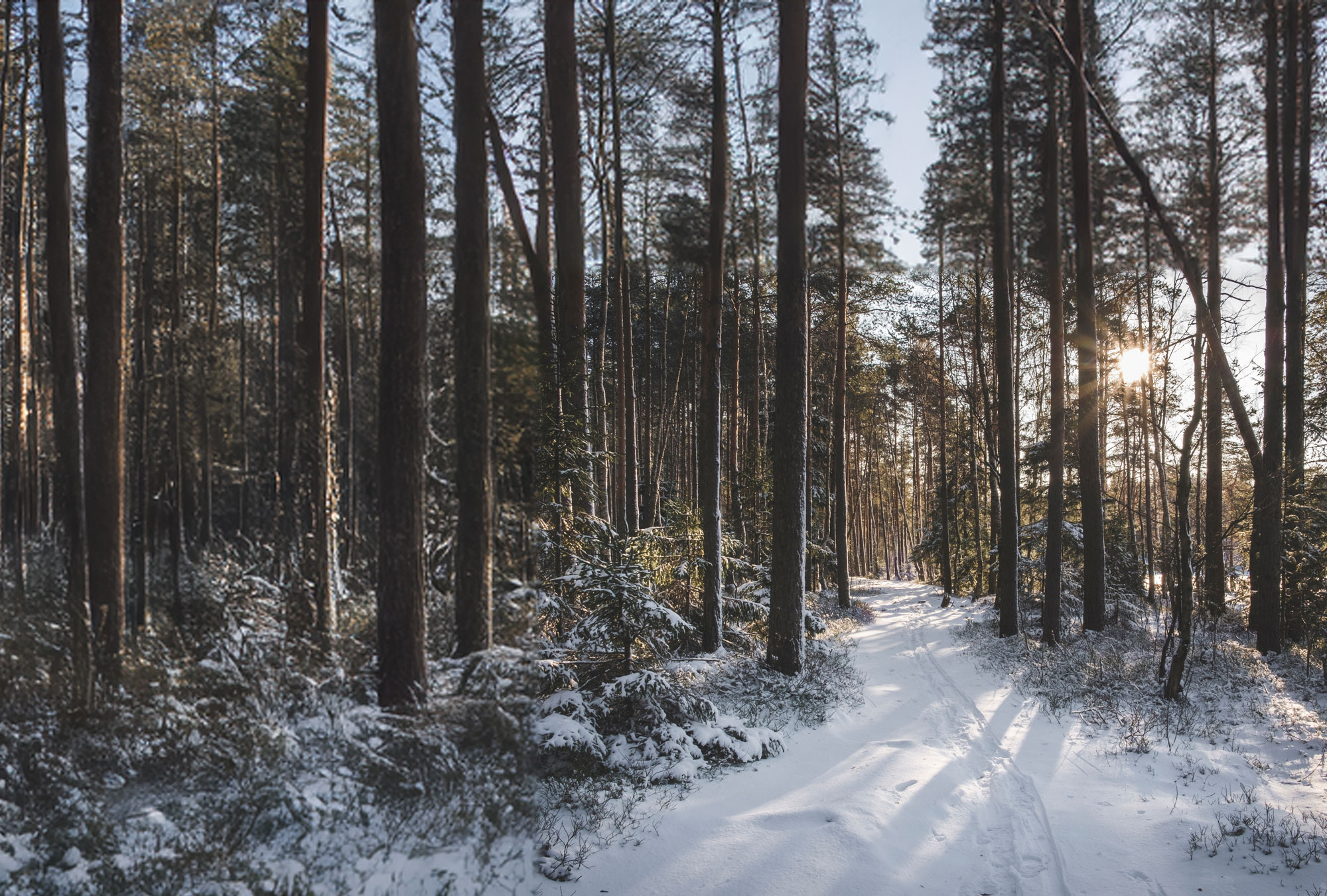 Winter Woodland