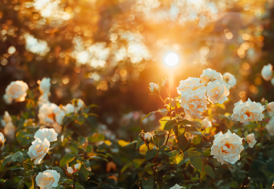 {Roses and Sunshine}