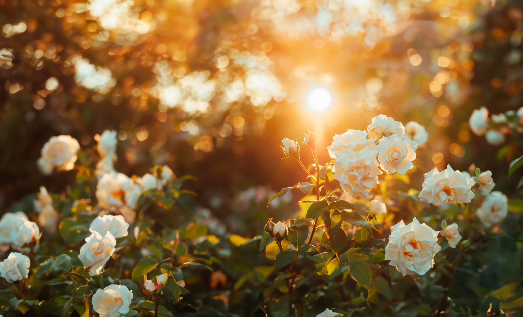 Roses and Sunshine