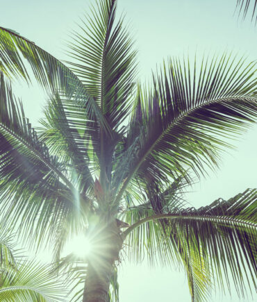 {Palm Tree}