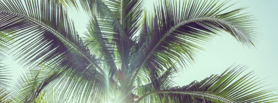 Palm Tree