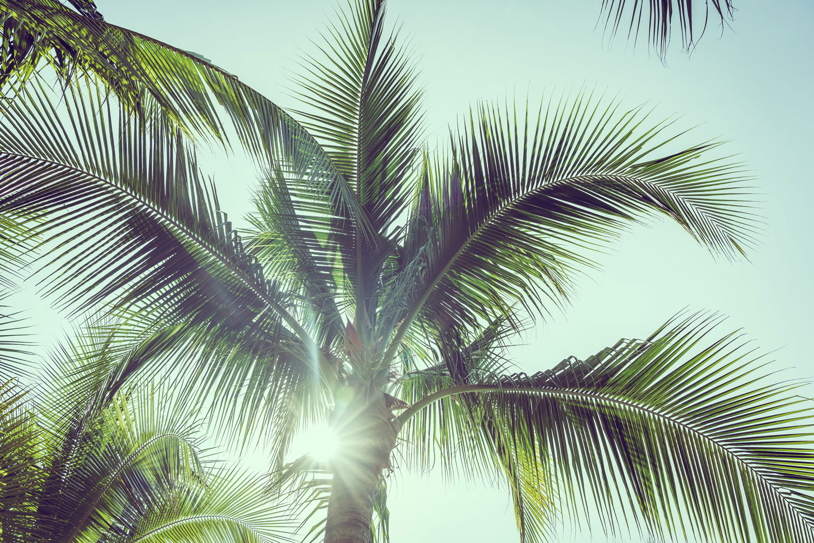 Palm Tree